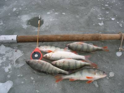рыбалка морские обитатели